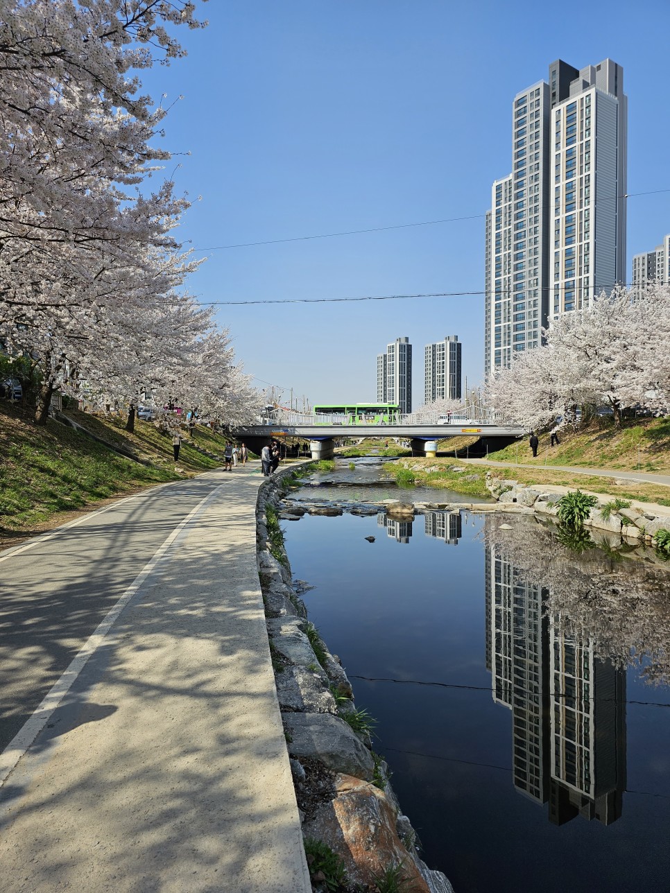 충남벚꽃 천안 벚꽃 명소  원성천 벚꽃길 각원사 단대호수공원 북면 벚꽃길 제발 북일고등학교는 가지 마세요!