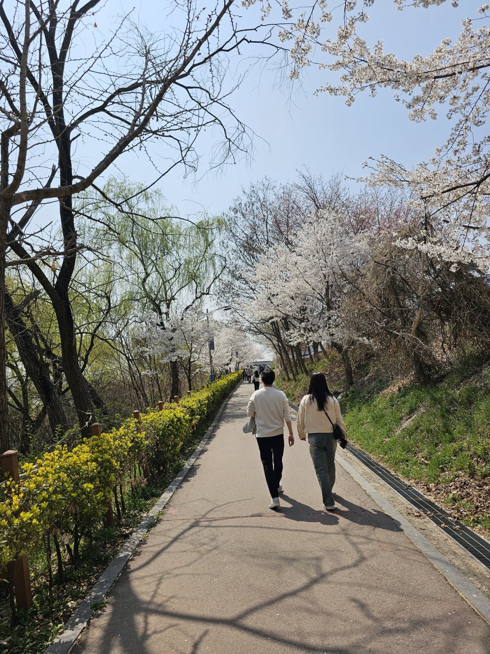 충남벚꽃 천안 벚꽃 명소  원성천 벚꽃길 각원사 단대호수공원 북면 벚꽃길 제발 북일고등학교는 가지 마세요!