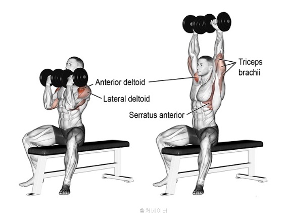 남자 여자 헬스 어깨 운동 루틴 덤벨 아령 숄더 프레스 아놀드프레스 전면 측면 삼각근 근육