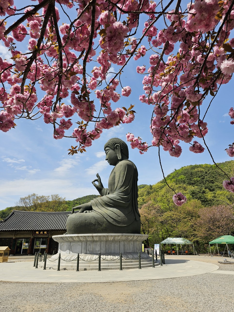 충남벚꽃 천안 벚꽃 명소  원성천 벚꽃길 각원사 단대호수공원 북면 벚꽃길 제발 북일고등학교는 가지 마세요!