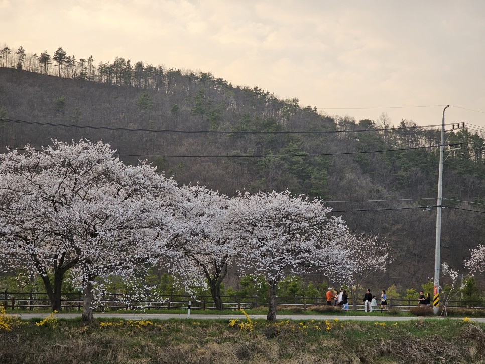 충남벚꽃 천안 벚꽃 명소  원성천 벚꽃길 각원사 단대호수공원 북면 벚꽃길 제발 북일고등학교는 가지 마세요!