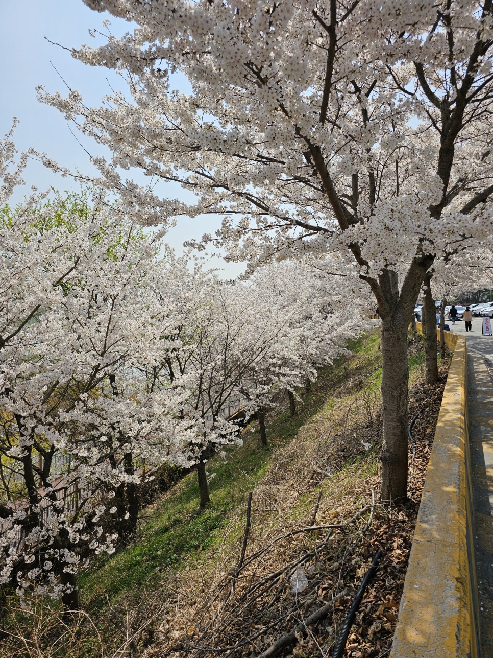 충남벚꽃 천안 벚꽃 명소  원성천 벚꽃길 각원사 단대호수공원 북면 벚꽃길 제발 북일고등학교는 가지 마세요!