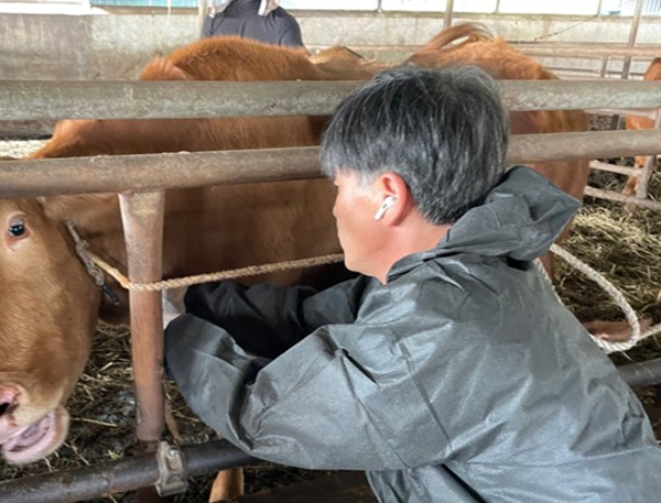 서귀포시, 소 전염병 일제검진 추진