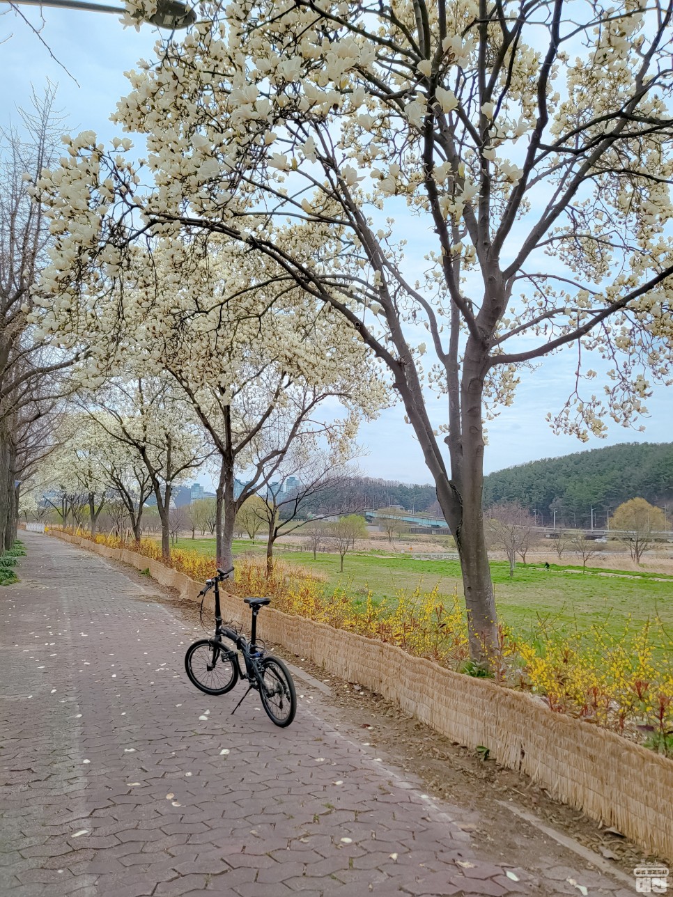 대전 유등천 자전거길 목련 명소 BEST 3