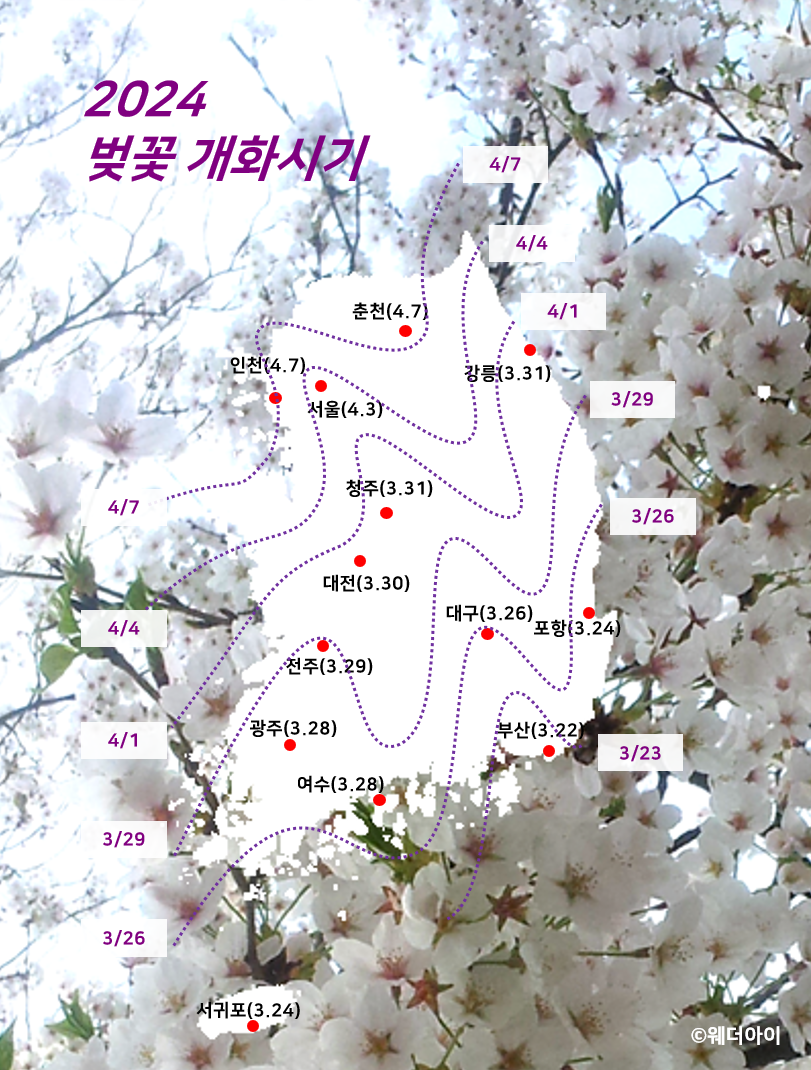 2024 벚꽃 개화시기 제62회 진해 군항제 벚꽃여행 사진 명소들