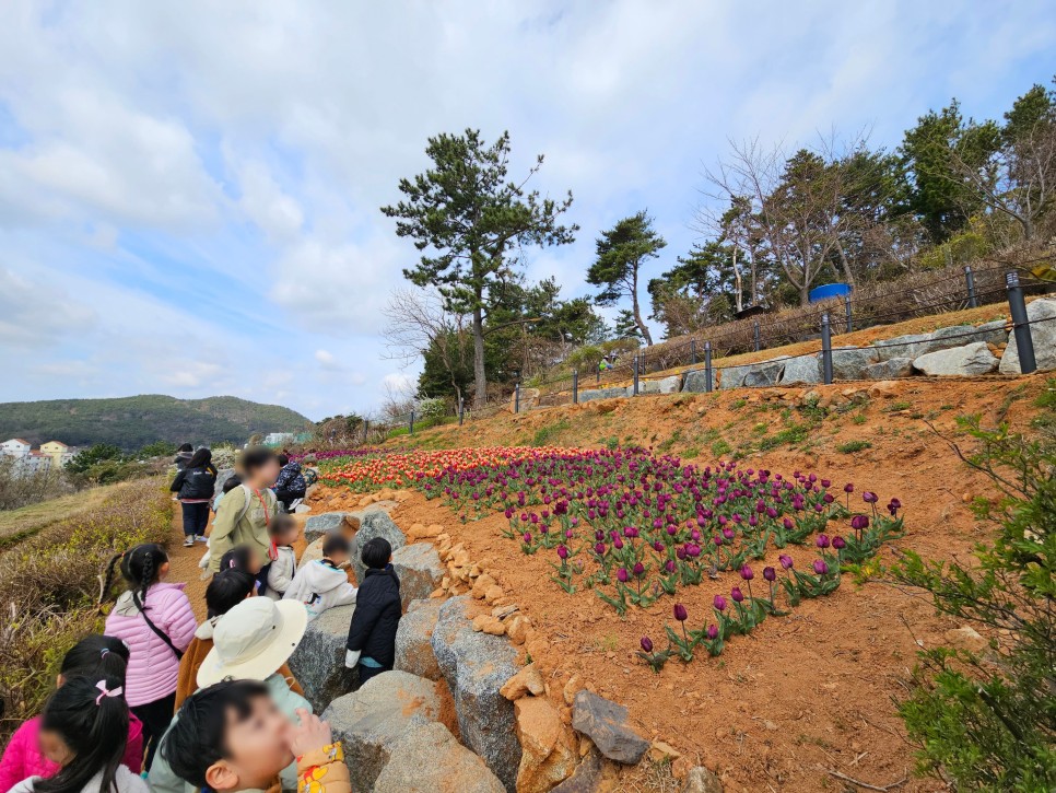 거제 벚꽃 명소 거제도 양지암조각공원 실시간 개화상황