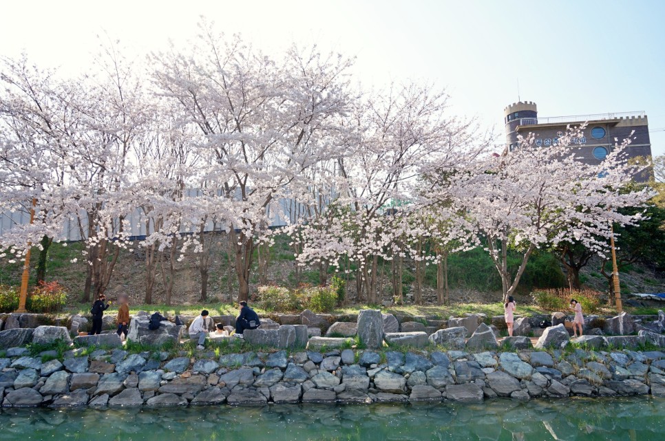 부산 벚꽃 명소 영도 동삼해수천 부산 4월 꽃구경