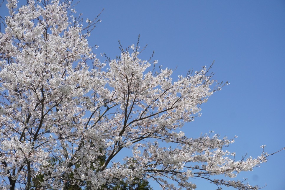 4월 제주도 날씨 오늘 여행 내내 따숩:) 유채꽃 벚꽃 명소 녹산로, 개화시기 끝나감!
