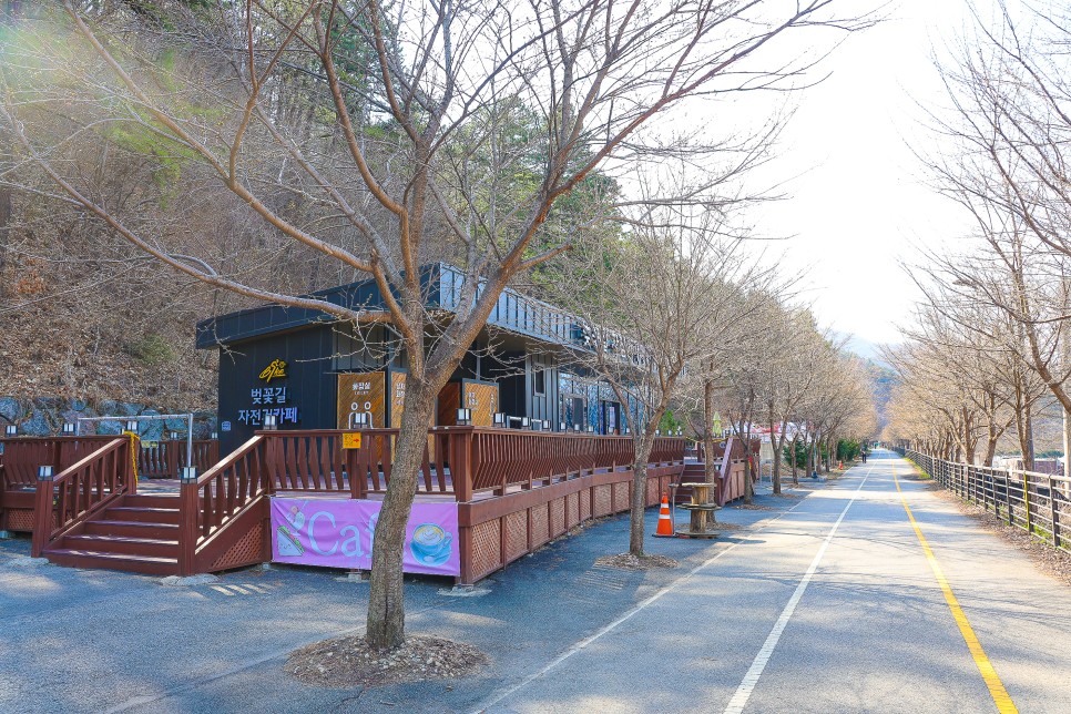 가평 벚꽃 명소 에덴 벚꽃길 벚꽃축제 개화시기 4월 1일 실시간