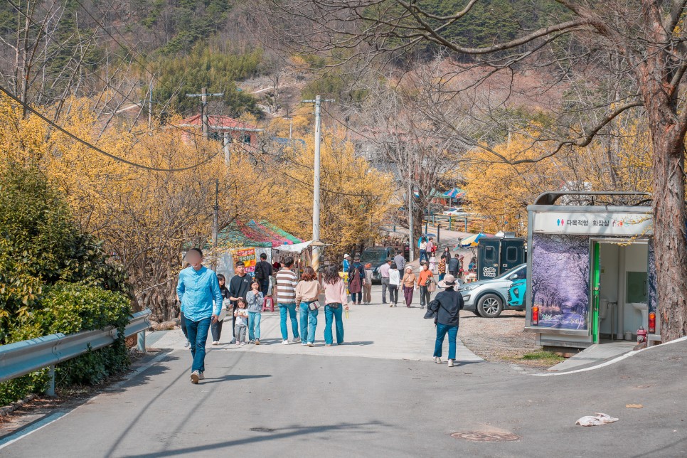 전남 구례 산수유마을 반곡마을 2024 산수유축제는 끝났지만, 꽃구경