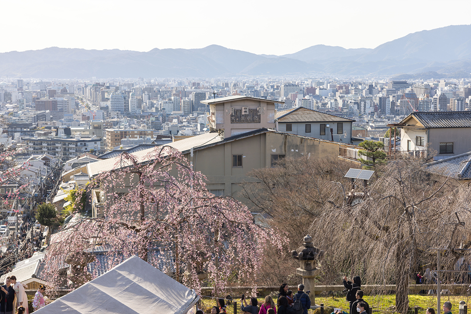 일본 오사카 교토여행 버스투어 실시간 벚꽃 날씨 아라시야마 청수사