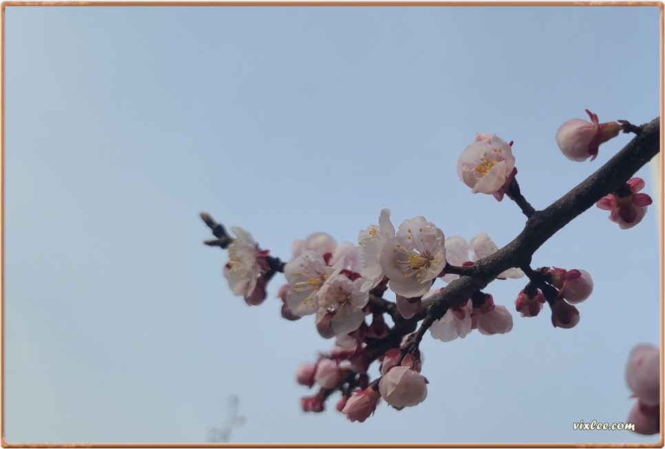 3월27일 개화 벚꽃 발견. 살구꽃은 만개, 자엽자두 개화중