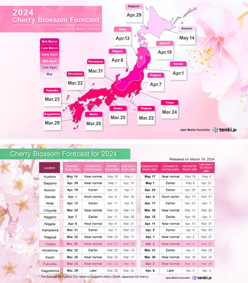 오사카 벚꽃 개화시기 교토 청수사 벚꽃 명소 실시간 현황