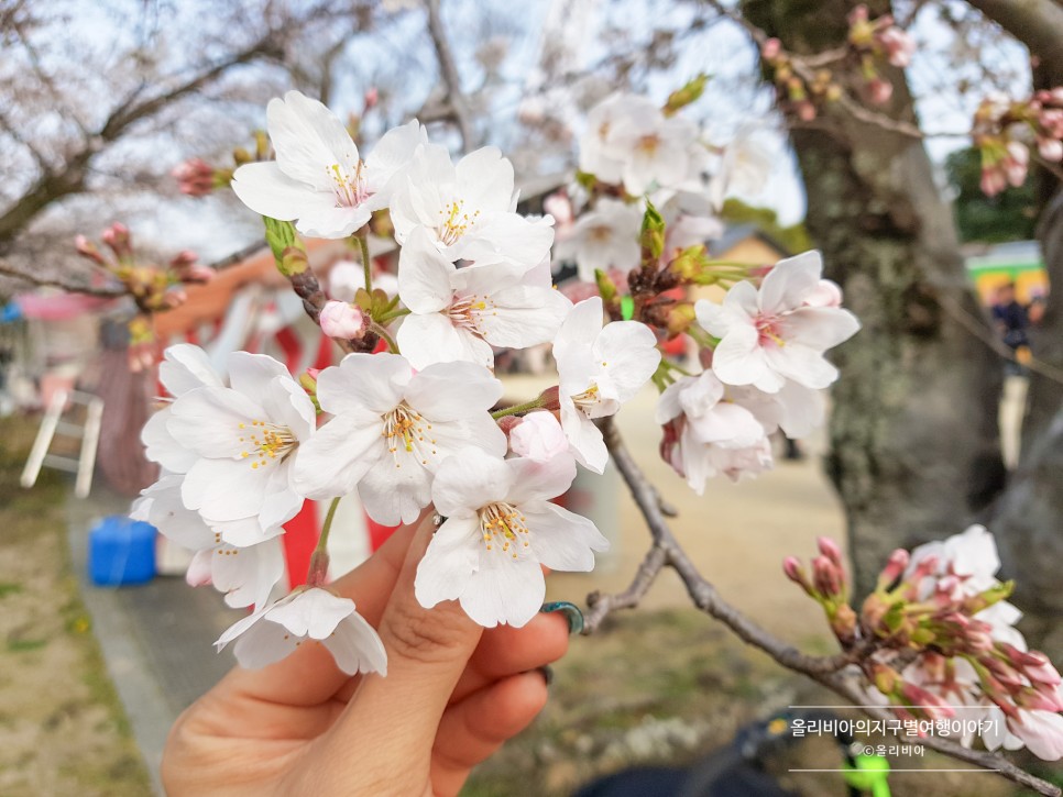 일본 후쿠오카 여행 일정 벚꽃 개화시기 동선 후쿠오카 항공권 특가 가격