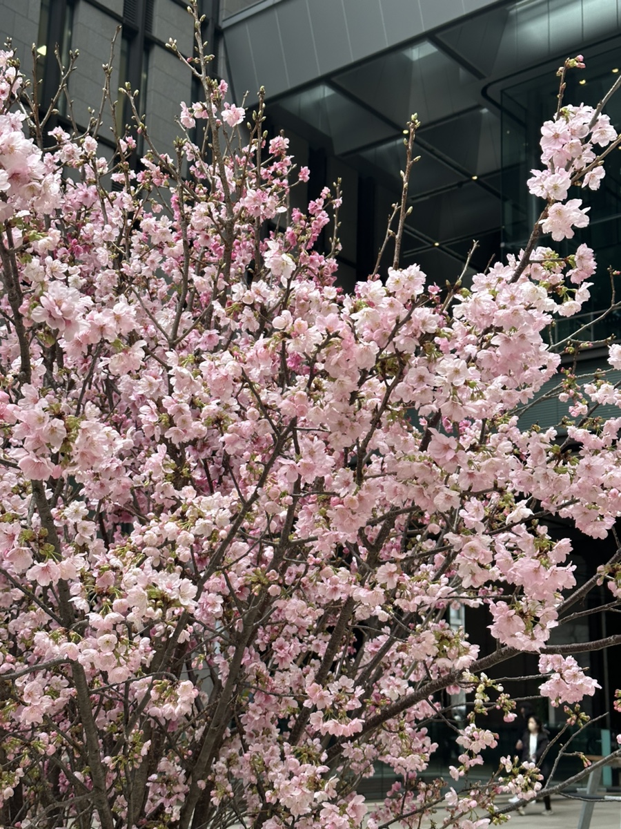 도쿄 날씨 옷차림 현재 실시간 비 바람 여행, 4월 벚꽃 예상 +일본 이심 사용법, 내돈내산