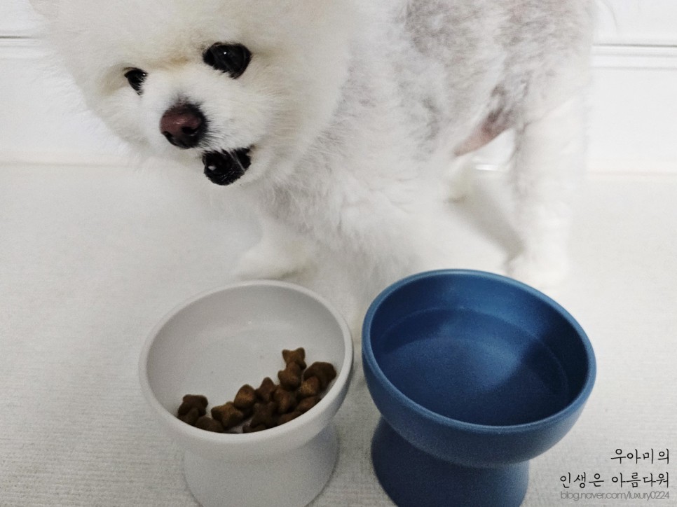 바이푸르 허니하이보울 굽높은 도자기식기 강아지밥그릇 감성 뿜뿜