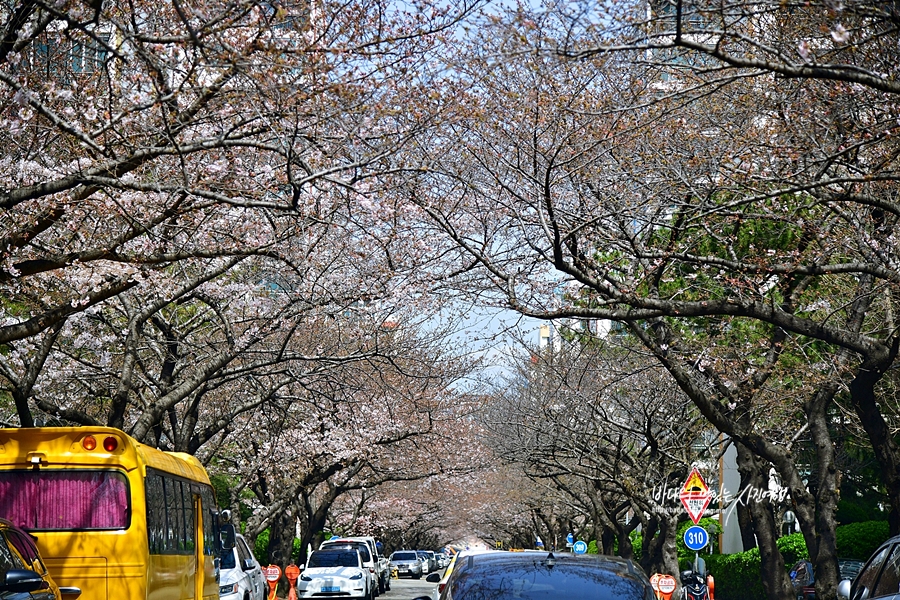 국내 여행지 추천 남천동 벚꽃 해파랑길 부산 스카이워크 오륙도 해맞이공원 수선화 꽃구경
