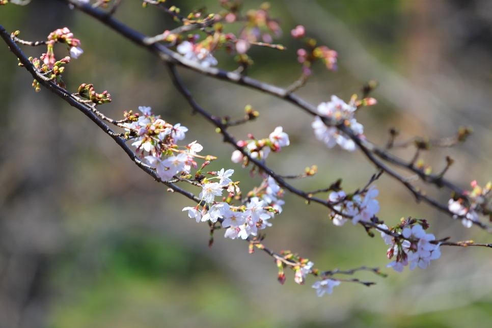 일본 오사카 여행 오사카성 벚꽃 개화상황 열차타고 천수각 가는길