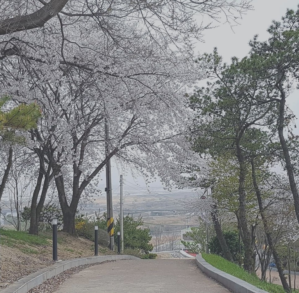 충남 논산 벚꽃 명소 관촉사 탑정호출렁다리 논산천 백제군사박물관 옥녀봉 논산 가볼만한곳 코스