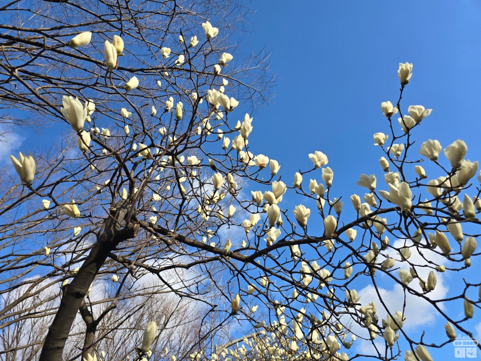 대전 목련 보기 좋은 곳 - 대덕연구단지 과학로의 목련 & 봄꽃
