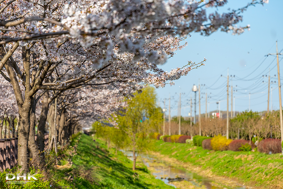 2024 벚꽃 개화시기 만개 절정시기 전국 대표 벚꽃명소 국내 벚꽃축제