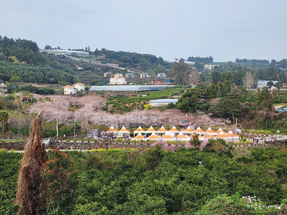 제주 4월 여행 제주도 벚꽃 개화시기 서홍동 웃물교 유채꽃 벚꽃 명소