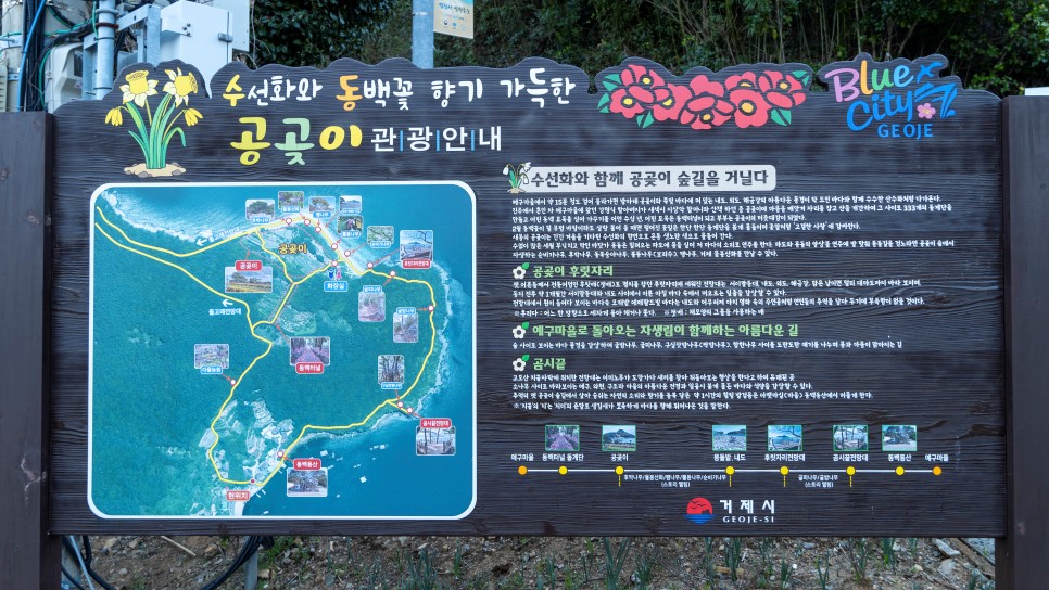 [한려해상국립공원] 노란색물결이 가득한 거제도 공곶이 수선화