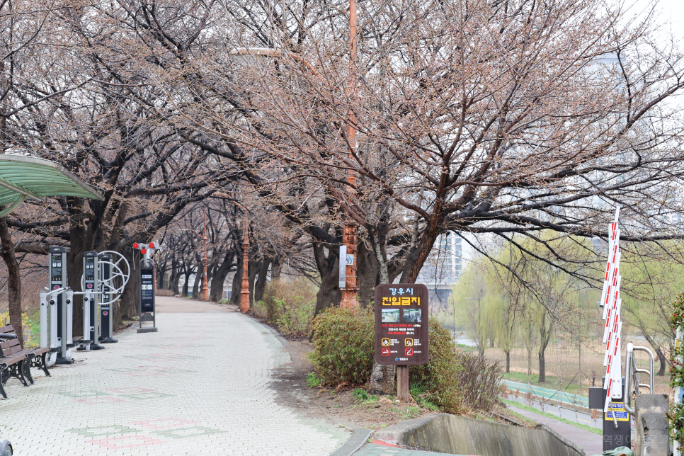 안양천 벚꽃 서울 여행 영등포 가볼만한곳 벚꽃길 데이트