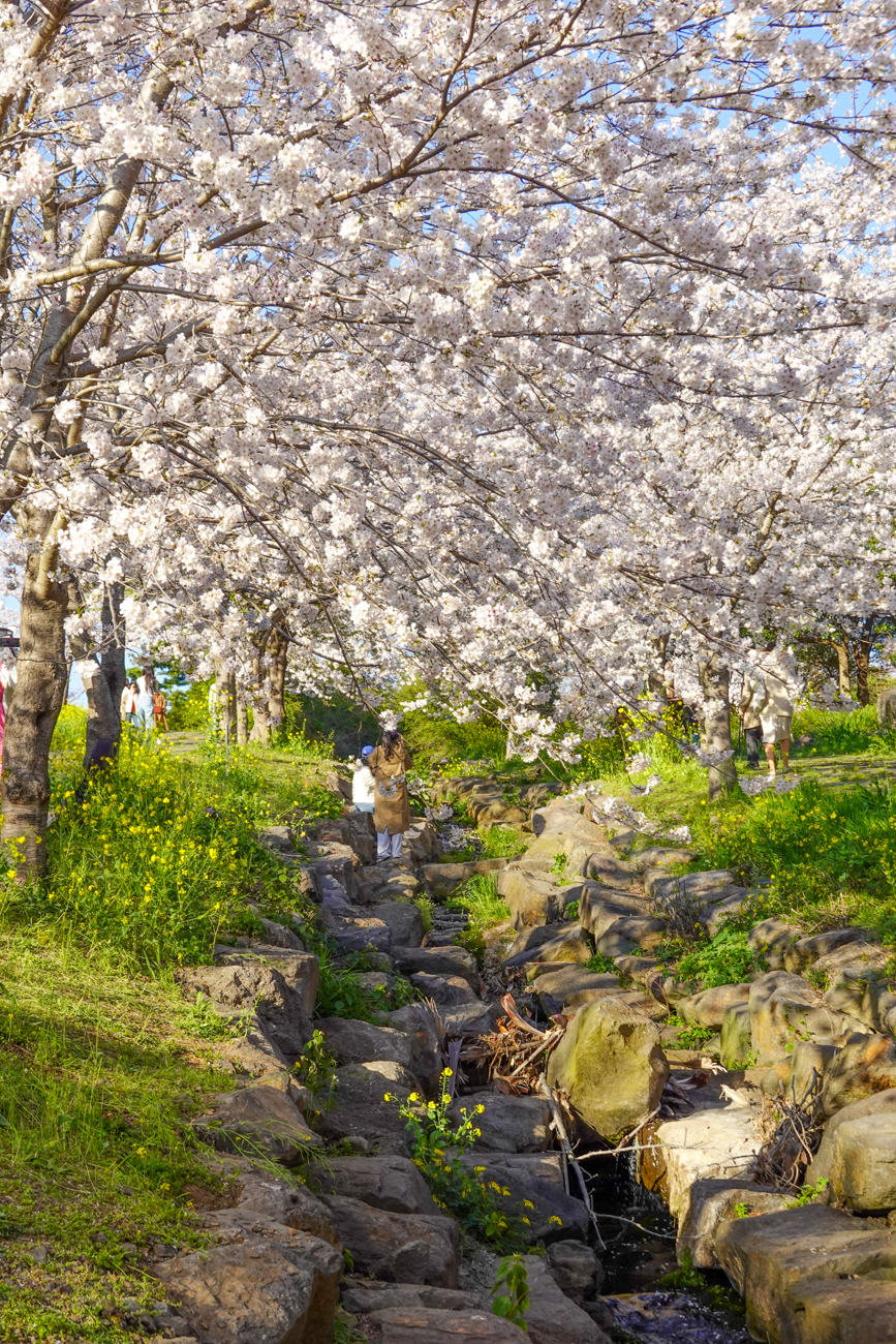 제주 벚꽃 명소 예래생태공원 제주도 벚꽃 꽃구경 시기