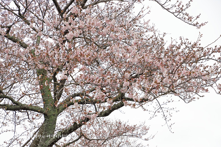제주도 애월 벚꽃여행 장전리 왕벚꽃 축제 4월 꽃구경