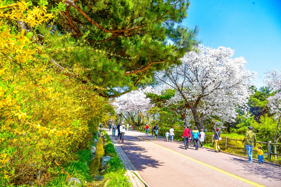 서울 벚꽃 명소 개화시기 지연 7곳의 23년 풍경