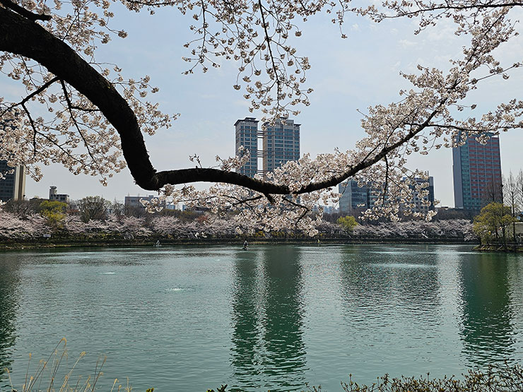 서울 벚꽃 명소 서울 봄나들이 잠실 석촌호수