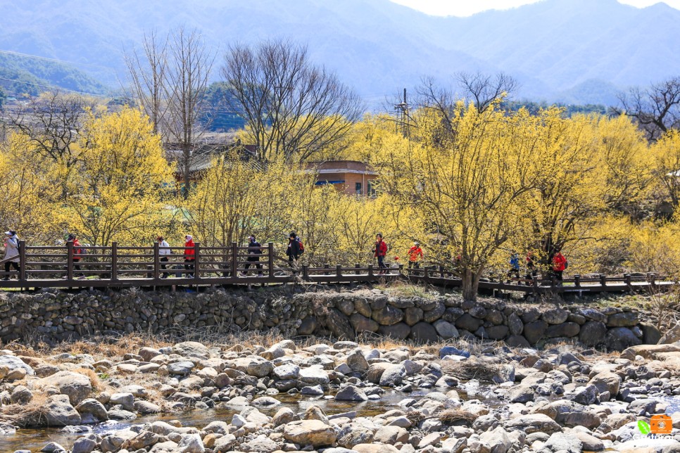 국내 봄여행지 구례 산수유축제 구례 산수유마을 3월 꽃구경