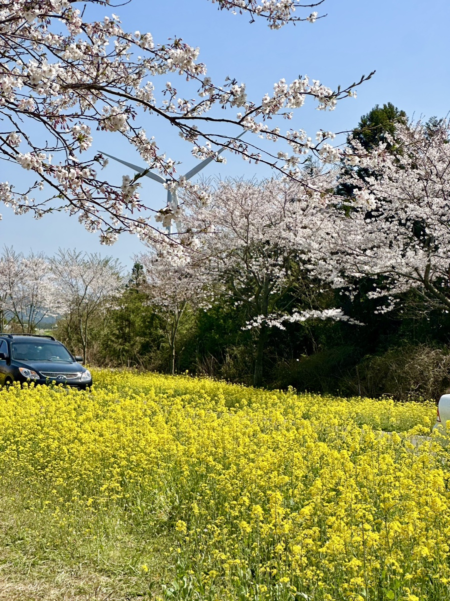 4월 제주도 날씨 오늘 여행 내내 따숩:) 유채꽃 벚꽃 명소 녹산로, 개화시기 끝나감!