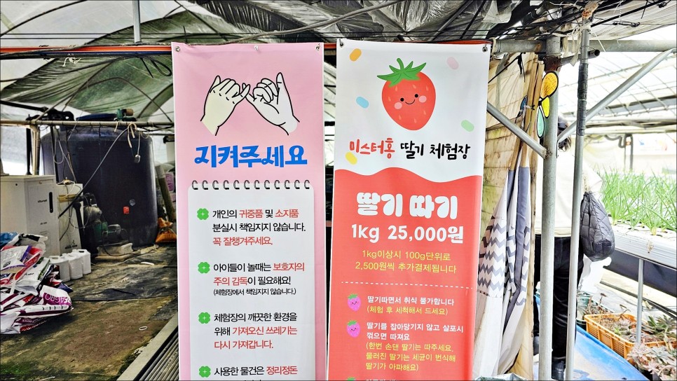 대전 근교 여행 충남 데이트코스 논산 딸기 농장 체험 feat 논산딸기축제!