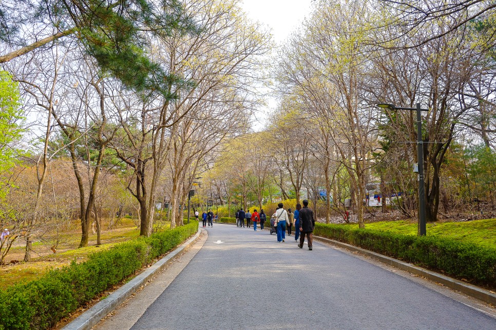 서울어린이대공원 벚꽃 만개 어린이대공원 동물원 시간