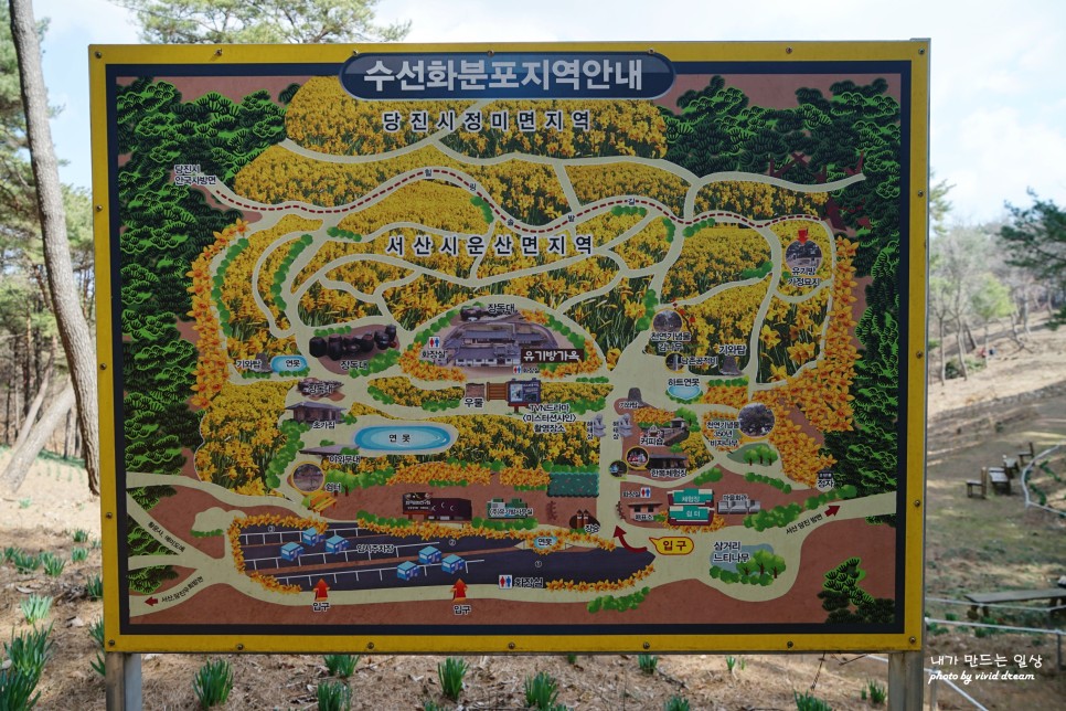 3월 여행지 봄꽃구경 충남 서산 명소 유기방가옥 수선화 2024 축제 실시간 개화상황