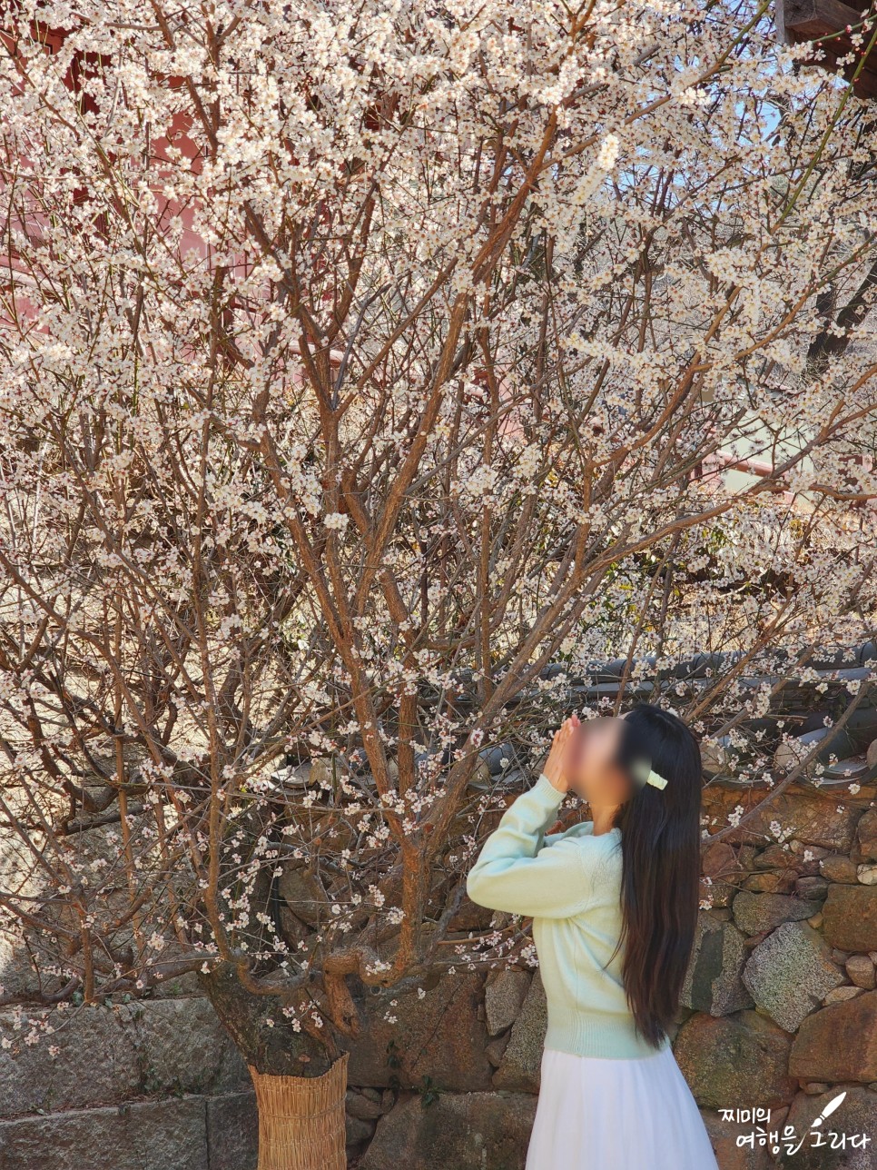 전남 구례 화엄사 가볼만한곳 홍매화 매화 지리산 여행 벚꽃 개화시기