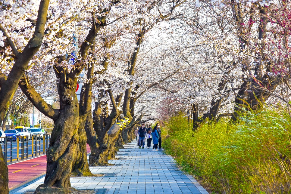 2024 벚꽃 개화시기 와 전국 벚꽃 명소 8곳 소개