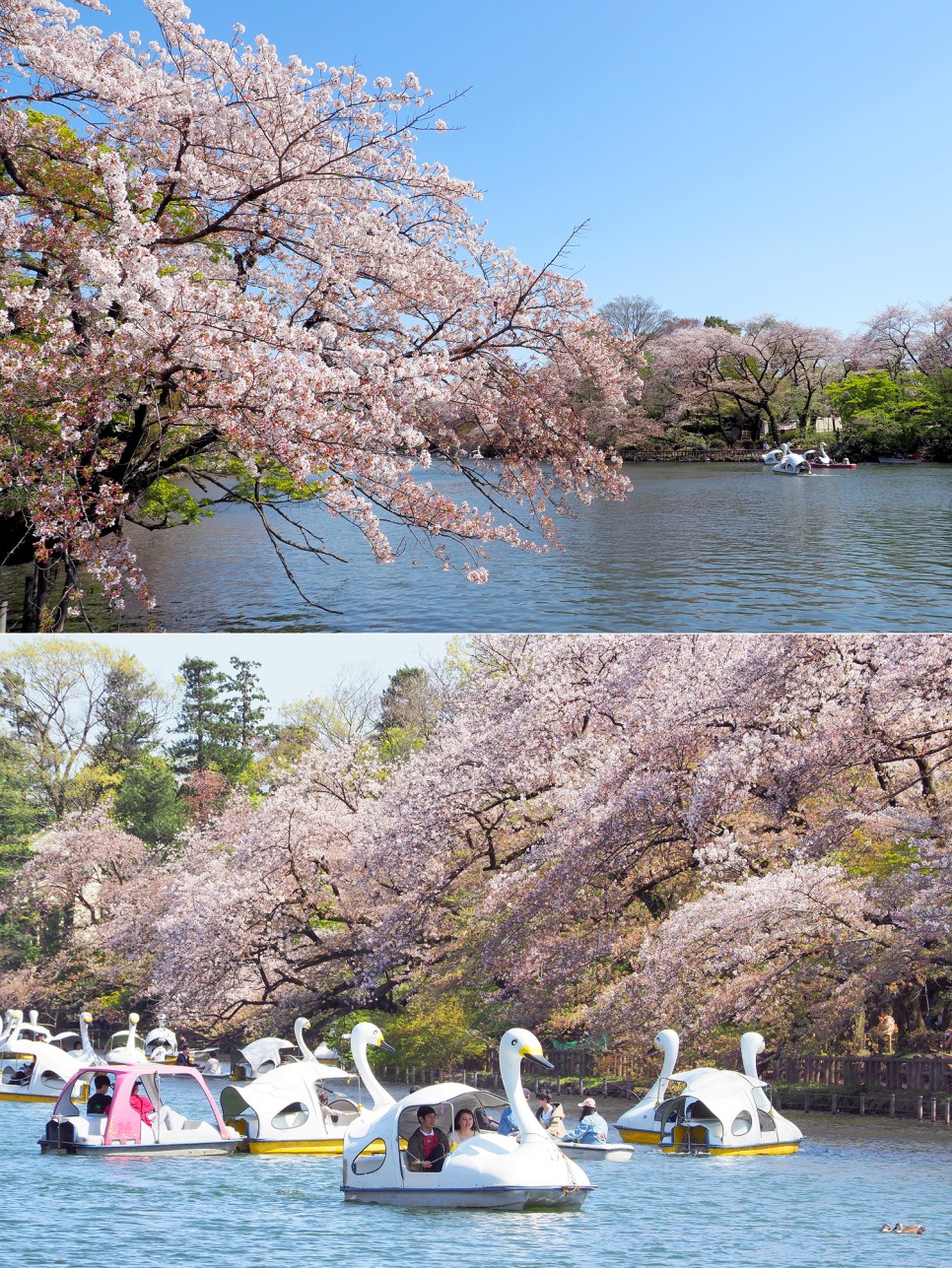 일본 도쿄 여행경비 벚꽃 명소 도쿄타워 지하철패스 구입