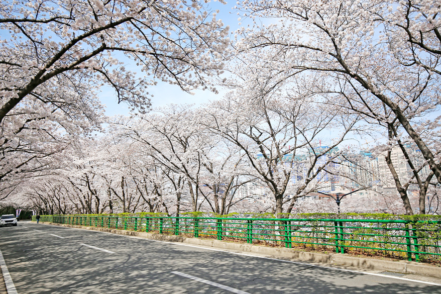 대구 이월드 벚꽃 축제 실시간 상황 이월드 할인 입장권 주차 요금