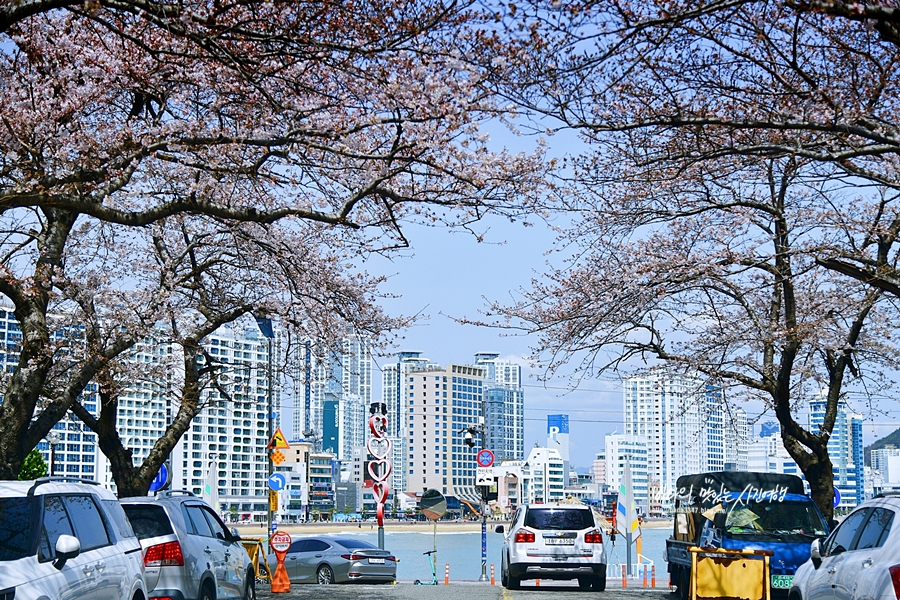 국내 여행지 추천 남천동 벚꽃 해파랑길 부산 스카이워크 오륙도 해맞이공원 수선화 꽃구경