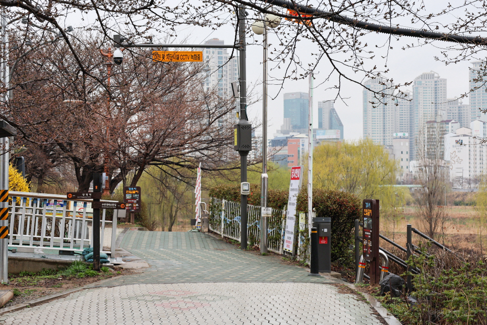 안양천 벚꽃 서울 여행 영등포 가볼만한곳 벚꽃길 데이트