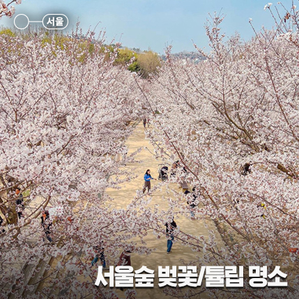 서울 성수 가볼 만한 서울숲 벚꽃/튤립 명소, 구경 꿀팁(개화시기, 위치)