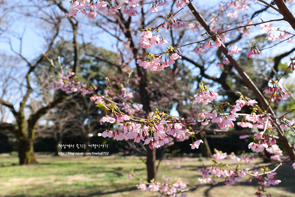 도쿄 벚꽃 신주쿠 교엔 2024년 3월말 일본 벚꽃 실시간