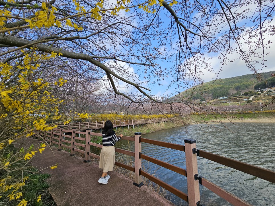 여수 벚꽃 실시간 승월마을 전남 벚꽃 명소 추천