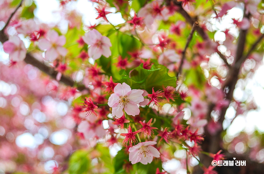 일본 벚꽃 개화시기 3월말 교토 날씨 실시간 여행 상황