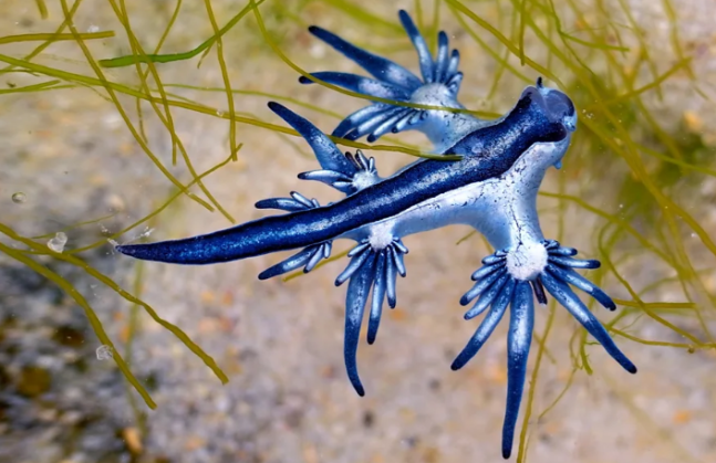 바닷가 해변에서 파란색은 피하세요. 블루드래곤 푸른갯민숭달팽이 만지면 위험