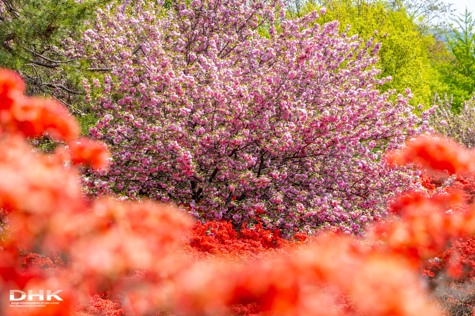 전주 가볼만한곳 벚꽃 명소 완산칠봉꽃동산 완산공원 겹벚꽃 영산홍 4월 전주여행코스