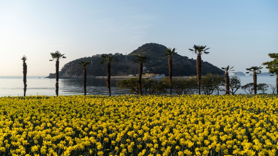 [한려해상국립공원] 노란색물결이 가득한 거제도 공곶이 수선화
